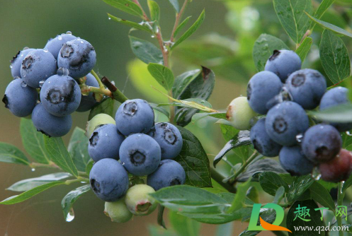 蓝莓是夏天应季水果吗2