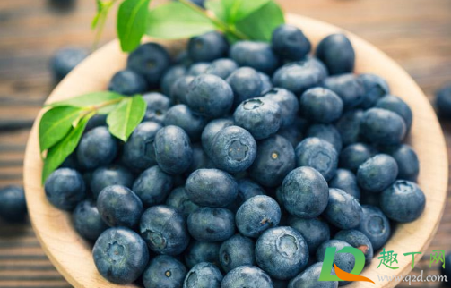 蓝莓|蓝莓是夏天应季水果吗