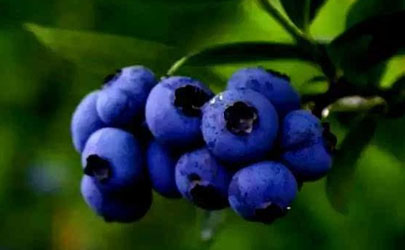 5月份的蓝莓能吃吗