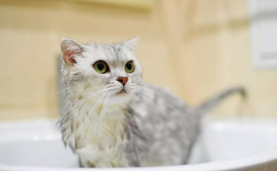 猫几个月洗一次澡好