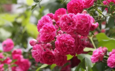 蔷薇的花期是几月到几月