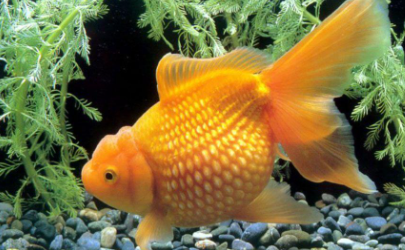 金鱼可以放热带鱼缸吗
