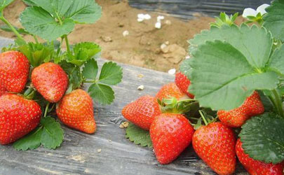 种草莓要避开哪些位置
