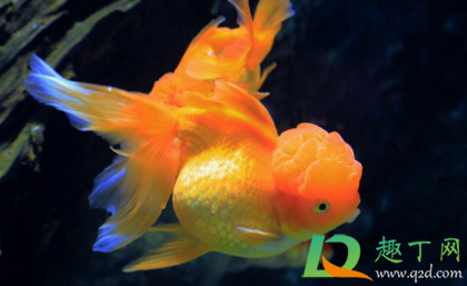金鱼怎么看雄性和雌性2