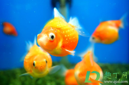 金鱼怎么看雄性和雌性3