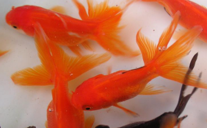 金鱼怎么看雄性和雌性