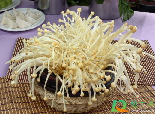 金针菇|金针菇菌包能出几次金针菇