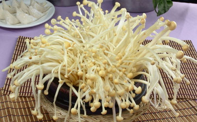 金针菇菌包能出几次金针菇