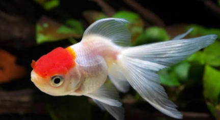 金鱼|金鱼为什么都浮在水面上的张着嘴呼吸