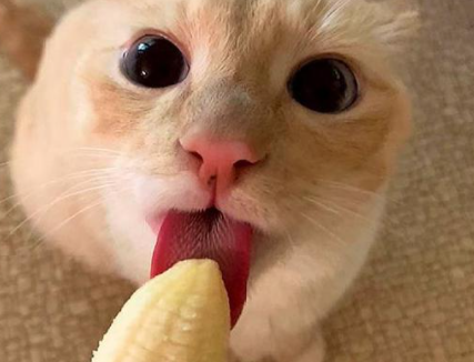 猫咪吃香蕉会怎么样2