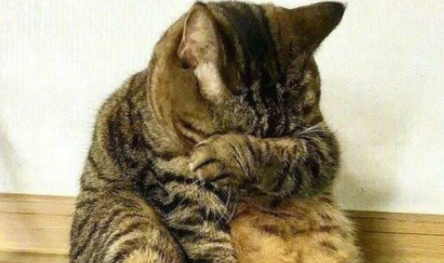 猫咪流泪是什么原因出问题了吗4
