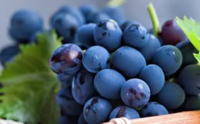 蓝莓酒保质期和最佳饮用期多久