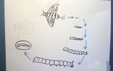 蚕生长的四个过程图片简笔画2