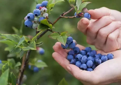 蓝莓用什么土壤种植好2