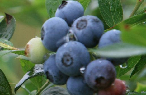 蓝莓用什么土壤种植好3