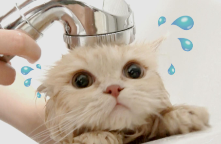 小猫多大洗澡合适1
