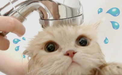 小猫多大洗澡合适