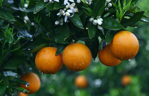 柑橘裂果原因有哪些1