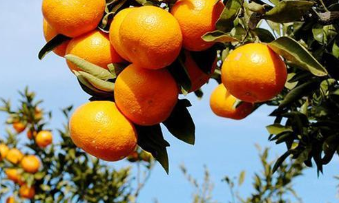 柑橘裂果原因有哪些3