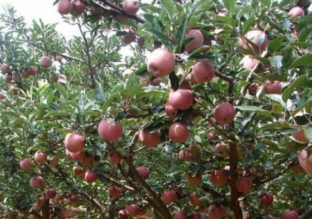 苹果树施肥过浅造成的危害有哪些 2
