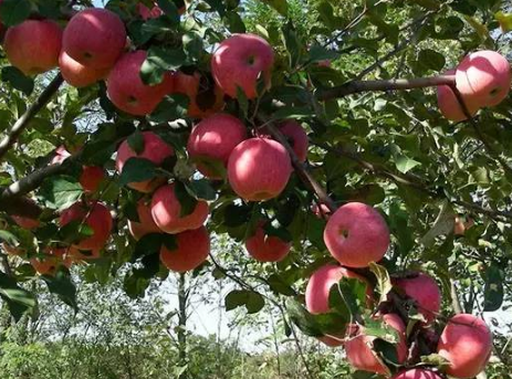 苹果树施肥过浅造成的危害有哪些 1