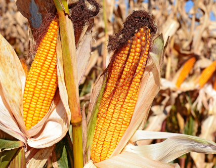 2021年秋天玉米价格会上涨吗3