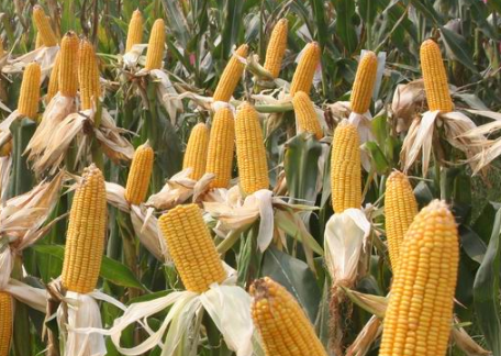 2021年秋天玉米价格会上涨吗2