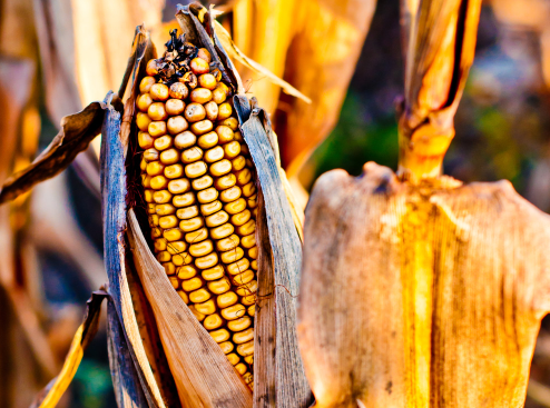 2021年秋天玉米价格会上涨吗1
