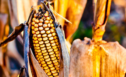 2021年秋天玉米价格会上涨吗