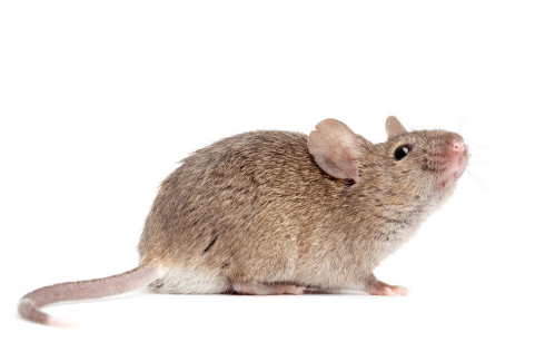 家里有老鼠是因为脏吗1