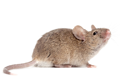 家里有老鼠是因为脏吗