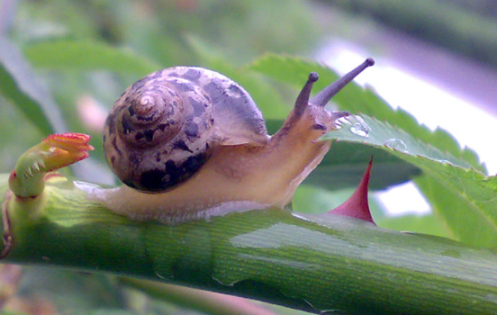 雨后出现的蜗牛是什么品种2
