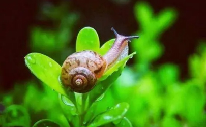 雨后出现的蜗牛是什么品种
