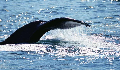 深圳大鹏近海有鲸鱼出没真的假的2