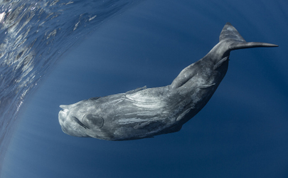 深圳大鵬近海有鯨魚出沒真的假的
