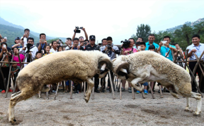 上海庄行伏羊节2021年哪天