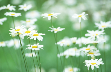 小雛菊需要深水醒花嗎3