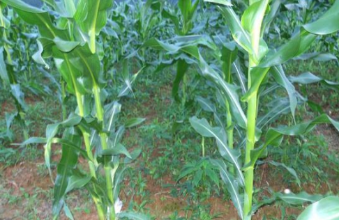 玉米地|玉米地常见杂草有哪些