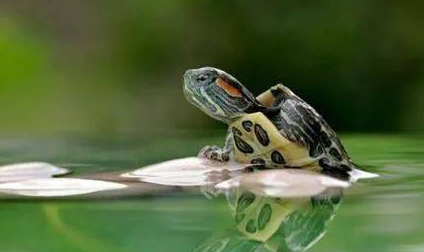 养龟困水需要多长时间1