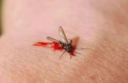 蚊子|蚊子咬了怎么消肿止痒最快