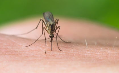 蚊子|被蚊子咬了怎么止痒消肿土方法