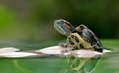 养龟困水需要多长时间
