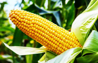 玉米秆长几个玉米1