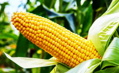 玉米秆长几个玉米