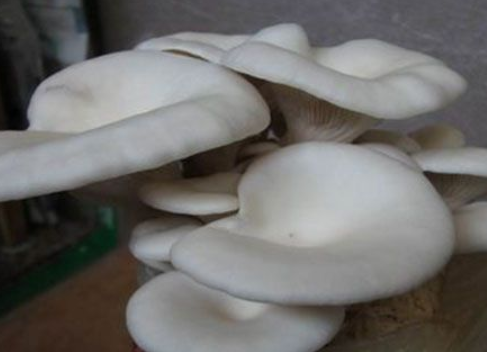 平菇菌棒生长缓慢是什么原因 1