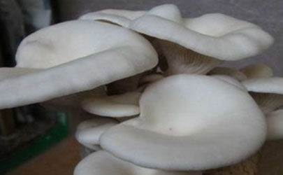 平菇菌棒生长缓慢是什么原因