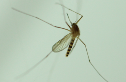 蚊子的寿命有多长最多能活多久3