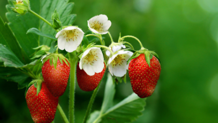 草莓|草莓表皮颜色不均匀是打了激素吗