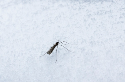 冬天|冬天蚊子都冻死了夏天蚊子怎么来的