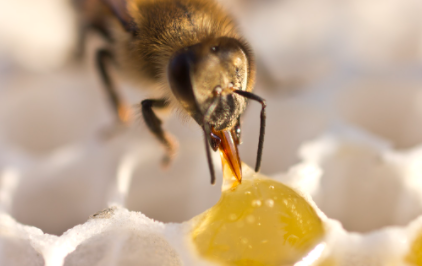 蜂蜜|人们取了蜂蜜后蜜蜂还有得吃吗